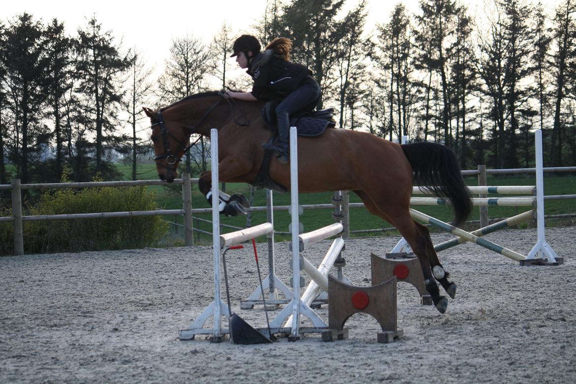 Dansk Varmblod Schannon billede 18