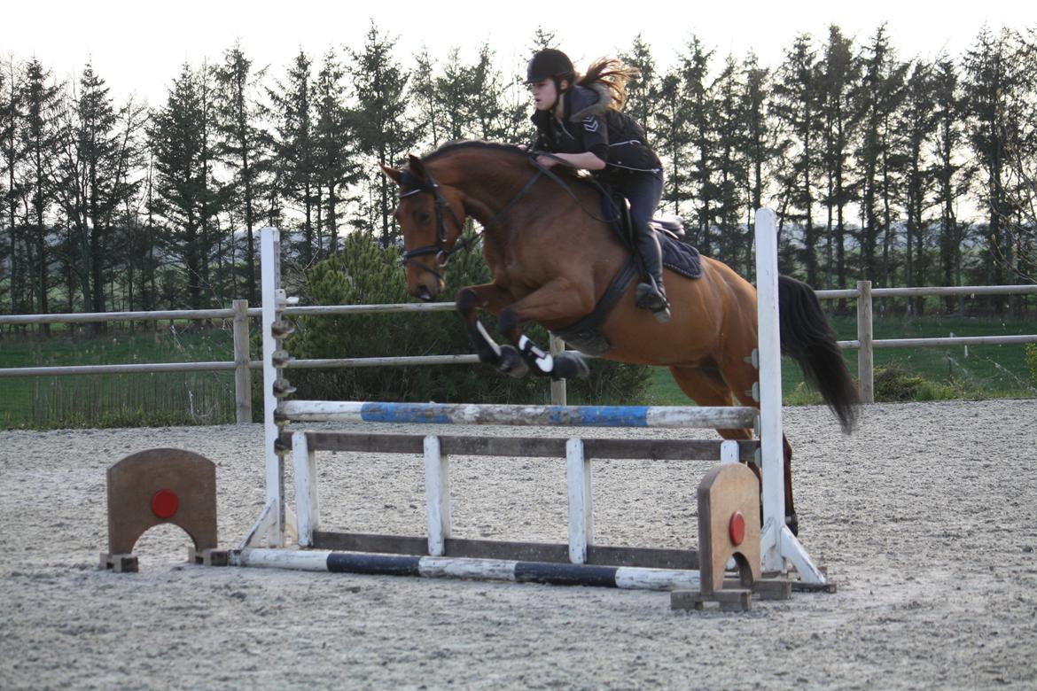 Dansk Varmblod Schannon billede 19