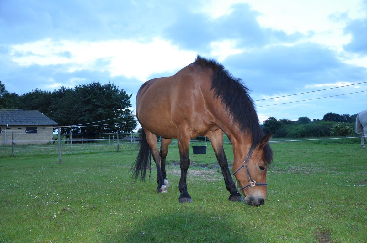 Anden særlig race Misty billede 9