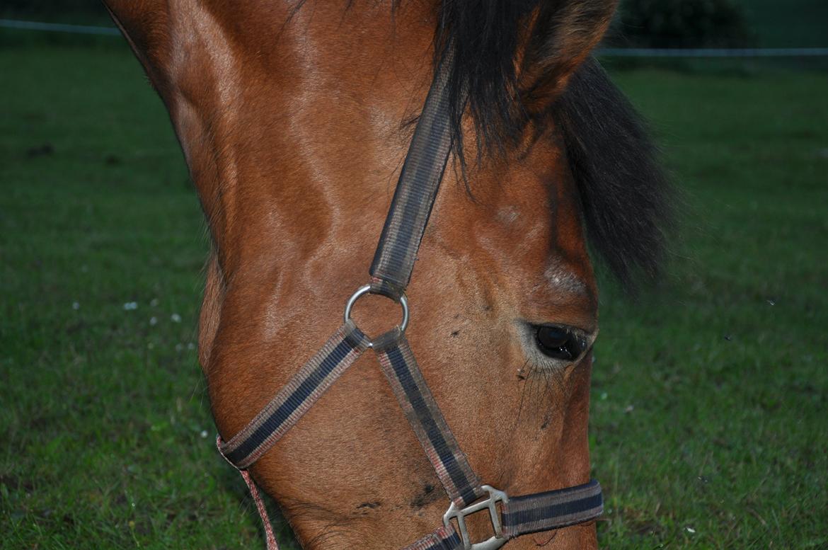 Anden særlig race Misty billede 10