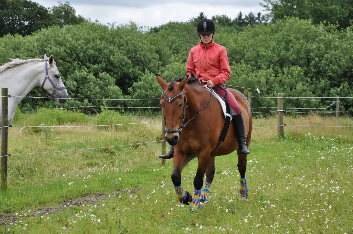 Anden særlig race Misty billede 13