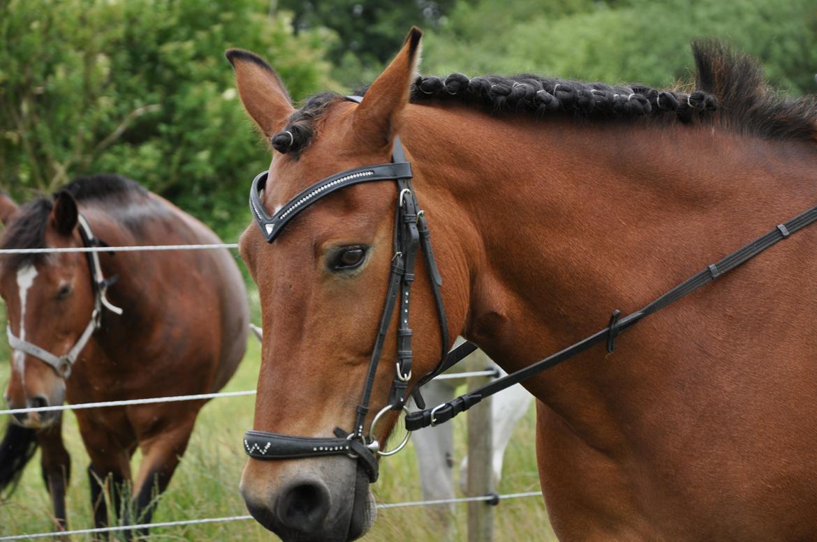 Anden særlig race Misty - rigdom, mister meget. De, som mister en ven, mister mere. Men de, som mister modet, mister alt." billede 14