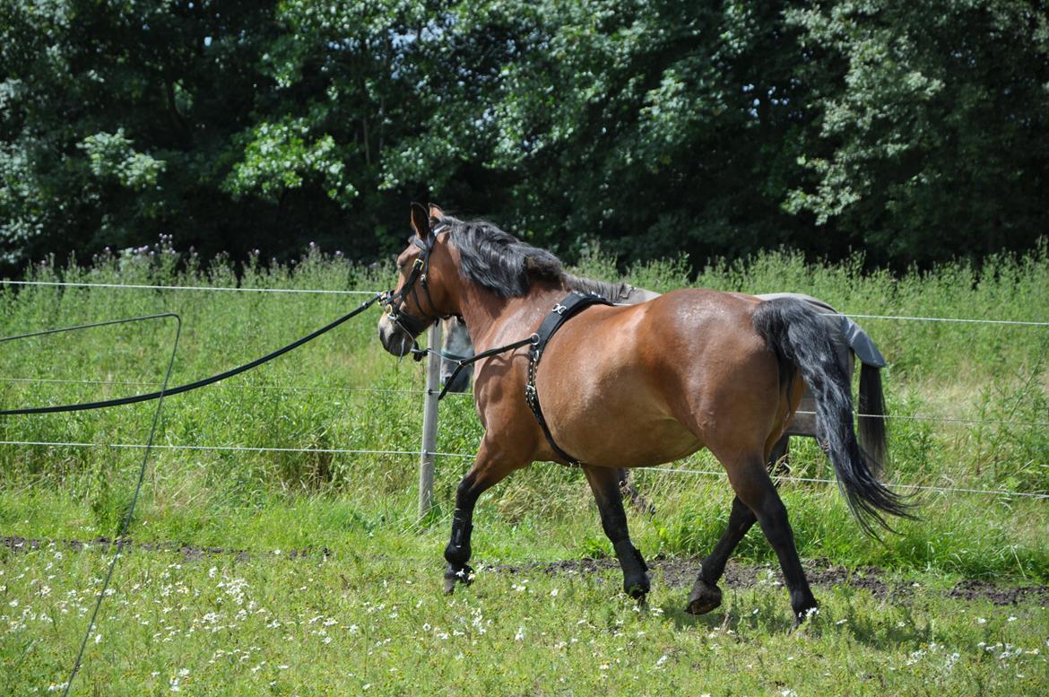 Anden særlig race Misty billede 16