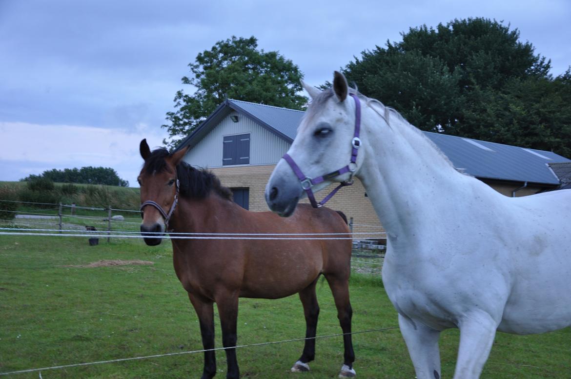 Anden særlig race Misty billede 17
