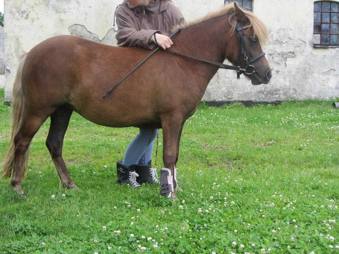 Anden særlig race Maja(prinsesse<3) - Træning. billede 3