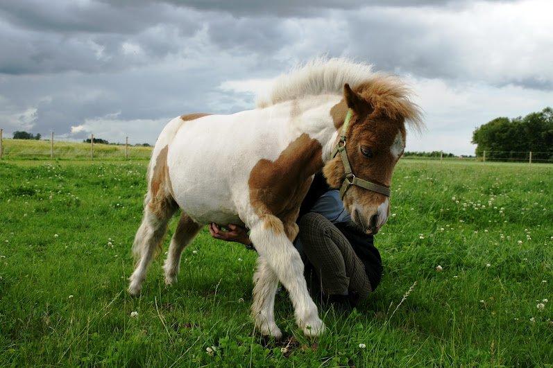 Shetlænder Haabet´s My Spot - 12. juli 2012
My Spot elsker at blive kløet på maven.
Foto: Maria Børresen billede 11