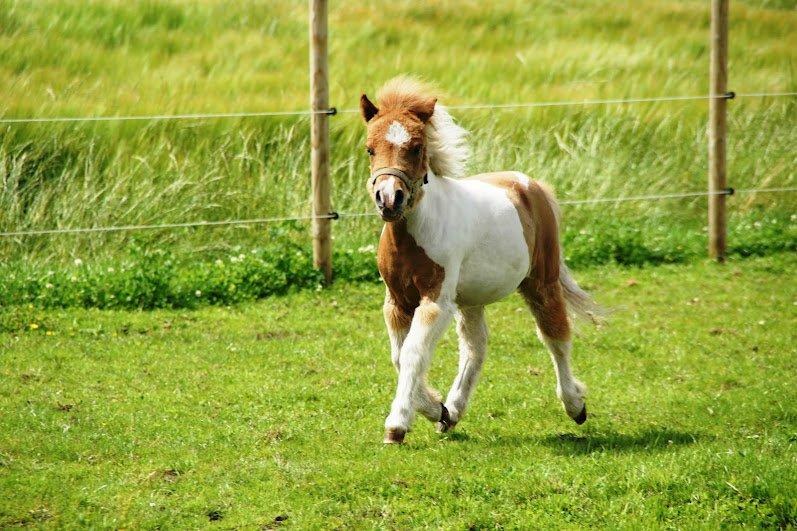 Shetlænder Haabet´s My Spot - My Spot på folden 12. juli 2012
Foto: Maria Børresen billede 12