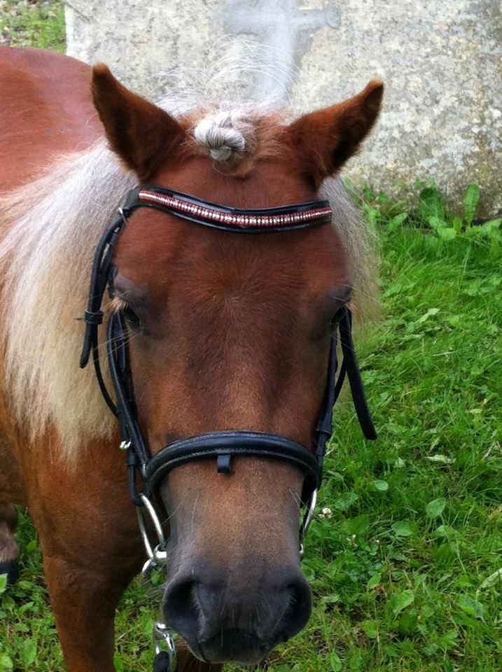 Shetlænder Tine!<3 (bamsen) - Smukke Tine!<3 billede 16