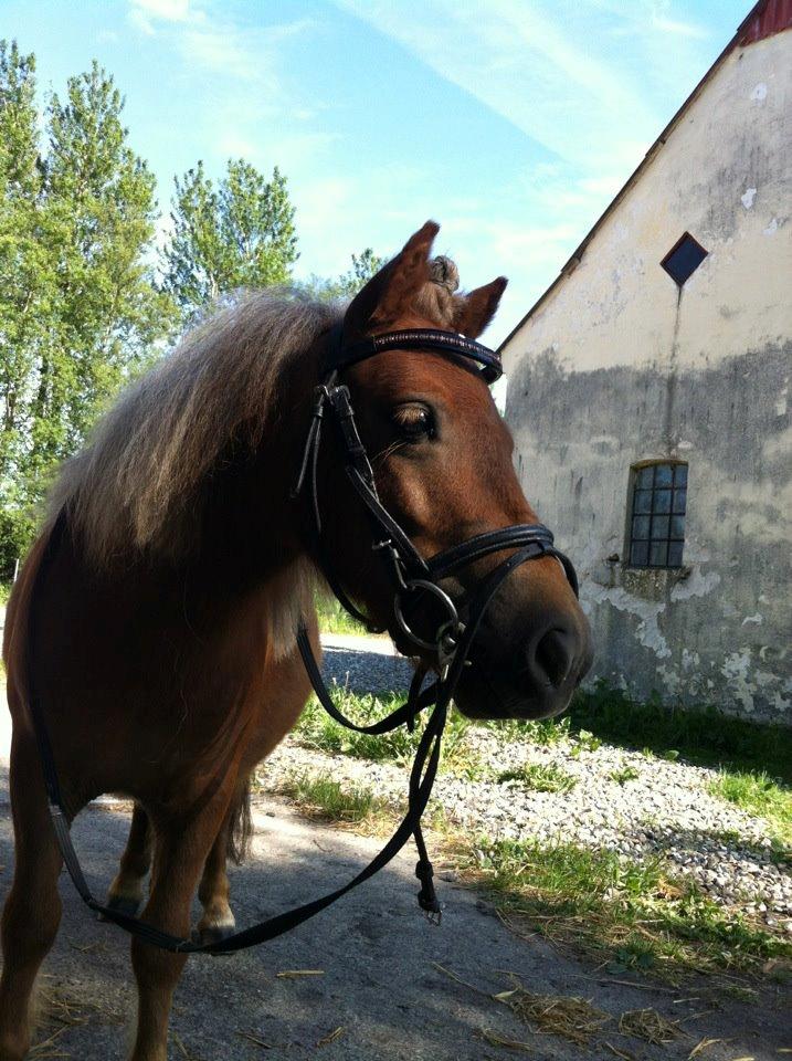 Shetlænder Tine!<3 (bamsen) - Sol og dig elsker dig!:-*<3 billede 7