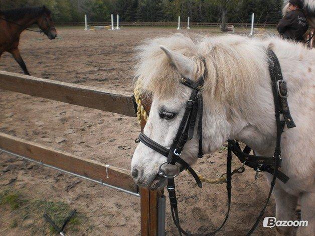 Anden særlig race Dalton *Dalle* {rideskole pony} - foto: matilde billede 4