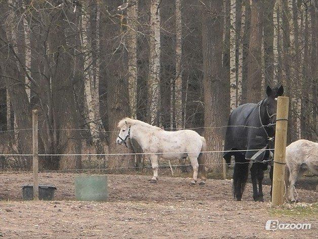 Anden særlig race Dalton *Dalle* {rideskole pony} - foto: matilde billede 5