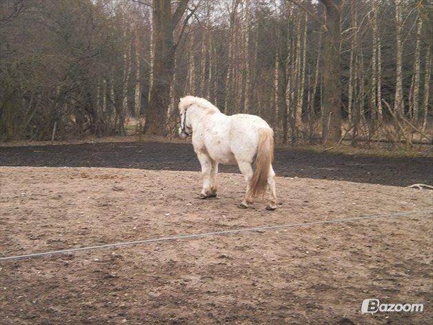 Anden særlig race Dalton *Dalle* {rideskole pony} - foto: matilde billede 6