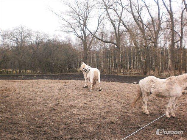 Anden særlig race Dalton *Dalle* {rideskole pony} - foto: matilde billede 7