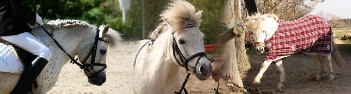 Anden særlig race Dalton *Dalle* {rideskole pony} - billedet er fra hjemmeside: http://www.enggaardens.com/ billede 8