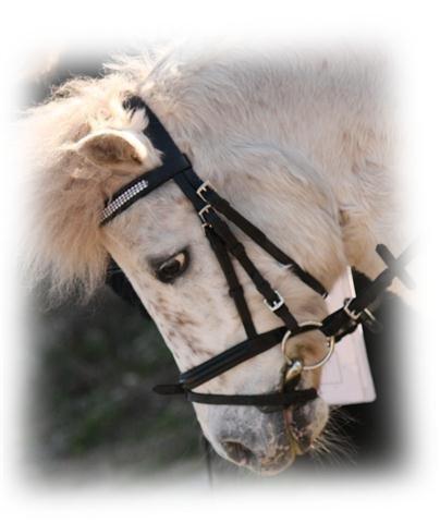 Anden særlig race Dalton *Dalle* {rideskole pony} - billedet er fra hjemmeside: http://www.enggaardens.com/ billede 9