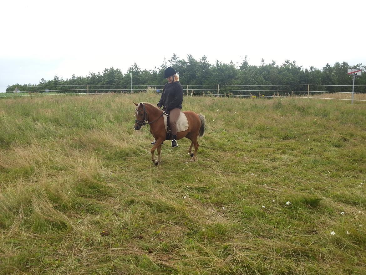 Welsh Partbred (Sec F) Golden Midnight's Fiona SOLGT billede 14