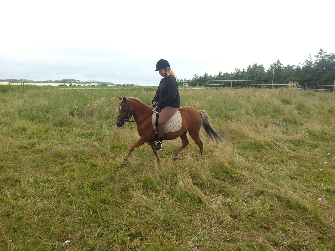 Welsh Partbred (Sec F) Golden Midnight's Fiona SOLGT billede 15