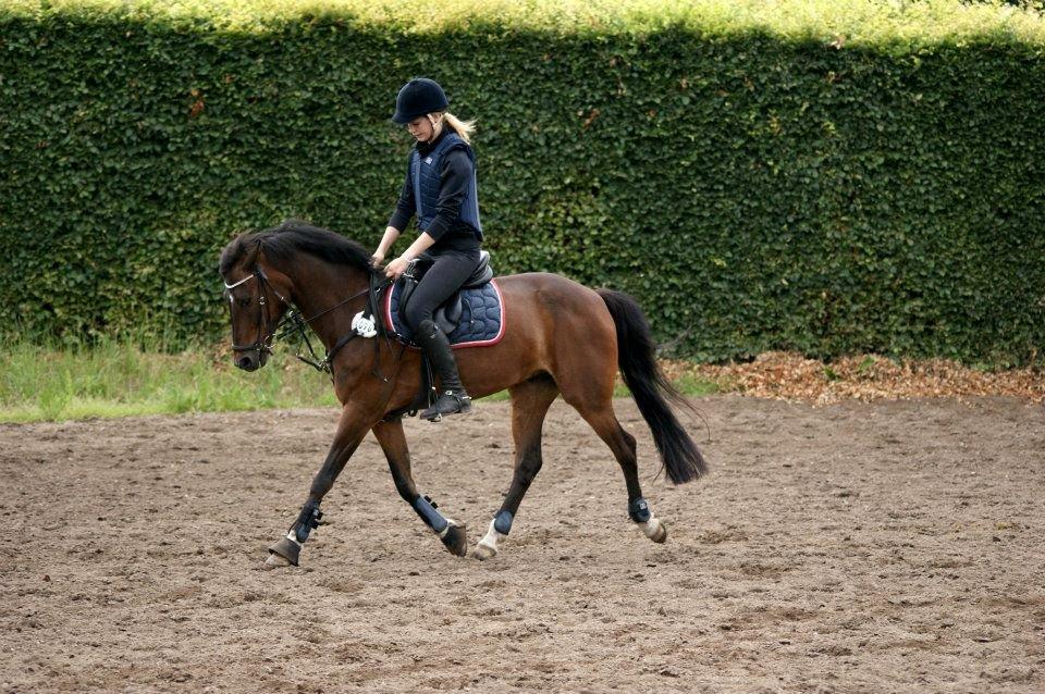 Tysk Sportspony Timo 215¨ - Dressur hos Tina d. 9 Juli 2012.
Fotograf: Amanda Piil. billede 11