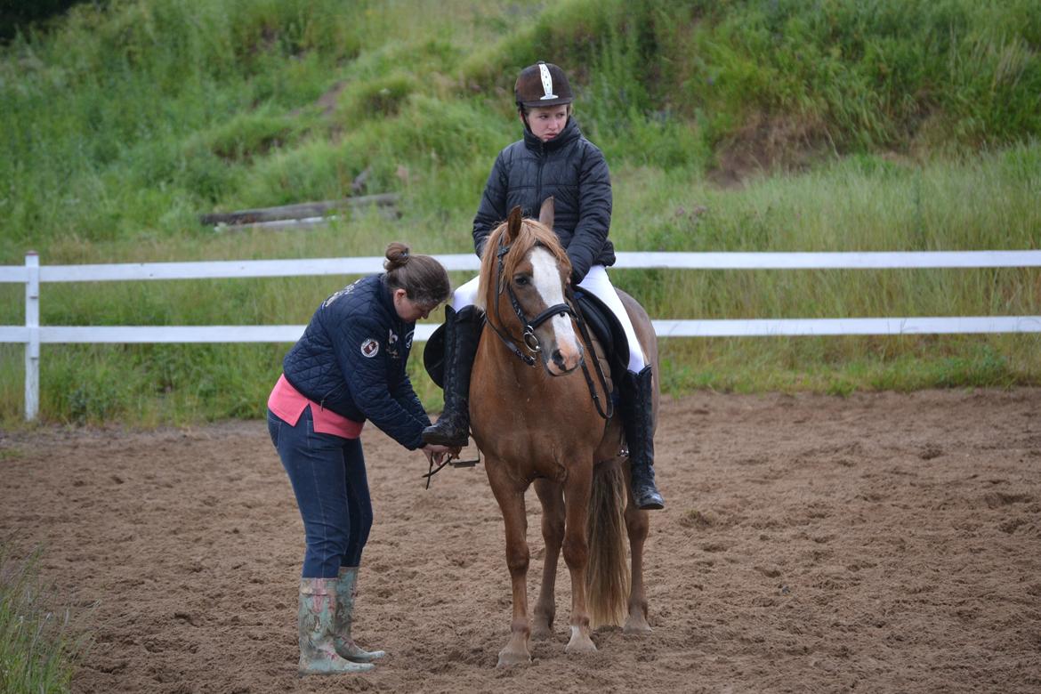 Anden særlig race Poffi ( verdens sødeste pony ) billede 4