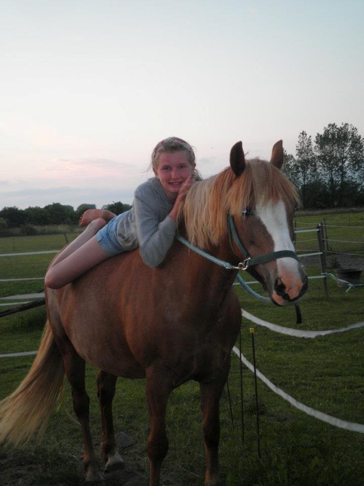 Anden særlig race Poffi ( verdens sødeste pony ) billede 5