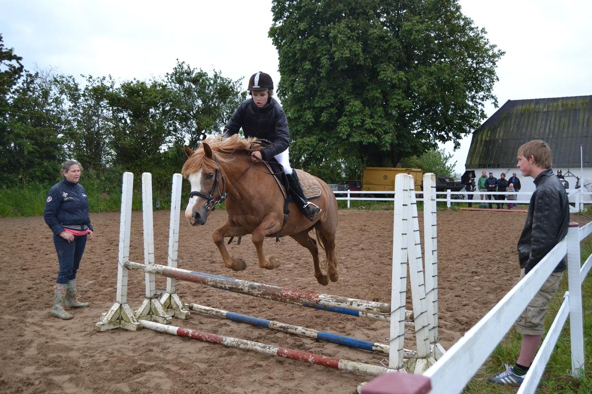 Anden særlig race Poffi ( verdens sødeste pony ) billede 7