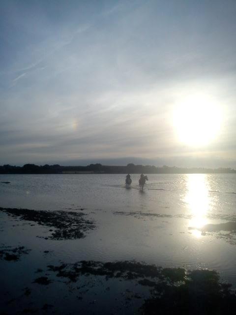 Anden særlig race Poffi ( verdens sødeste pony ) billede 8