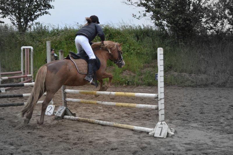 Anden særlig race Poffi ( verdens sødeste pony ) billede 10