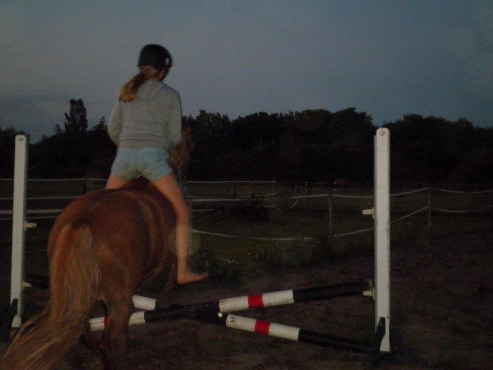 Anden særlig race Poffi ( verdens sødeste pony ) billede 14