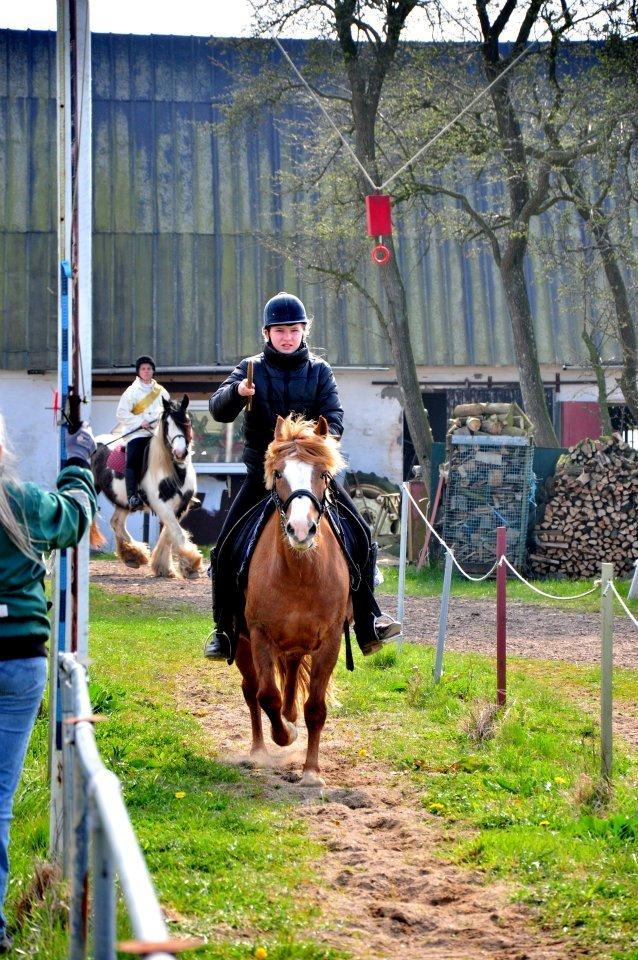 Anden særlig race Poffi ( verdens sødeste pony ) billede 15