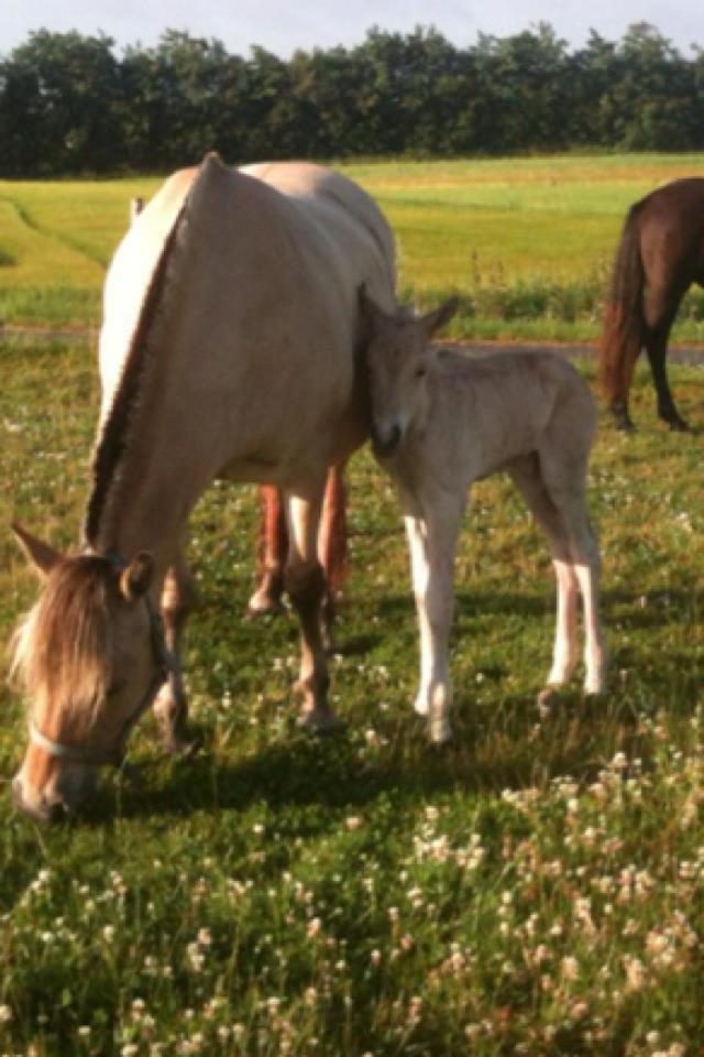 Fjordhest Lillethorups Vincent billede 2