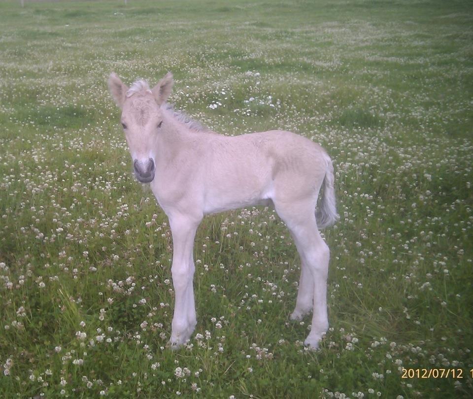 Fjordhest Lillethorups Vincent billede 3