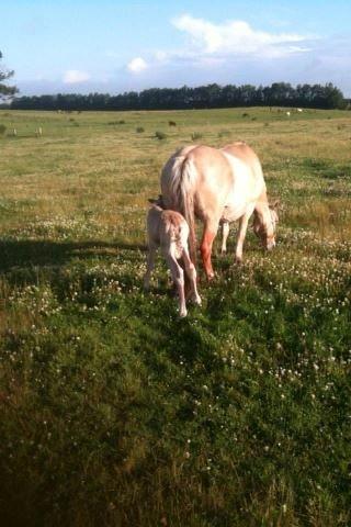 Fjordhest Lillethorups Vincent billede 4