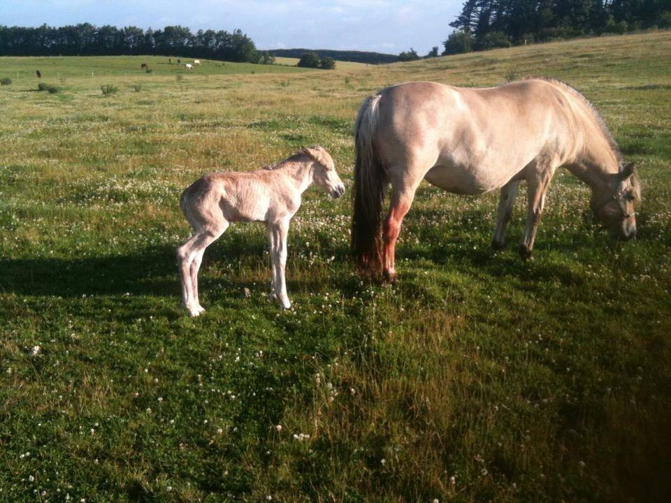 Fjordhest Lillethorups Vincent billede 5