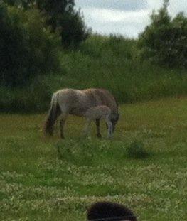 Fjordhest Lillethorups Vincent billede 6