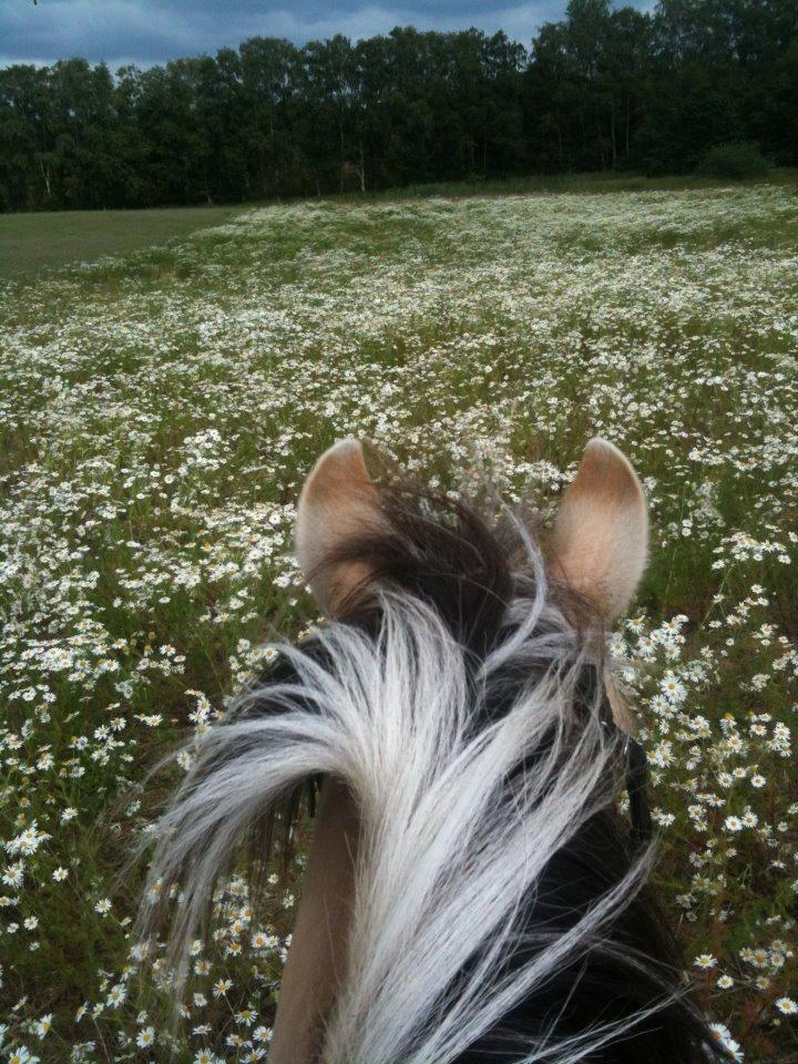 Fjordhest Frøja (PRINSESSEN<3) - Frøja og jeg på tur bidløst og alene for første gang!:D<33 
Sommer 2012 billede 16