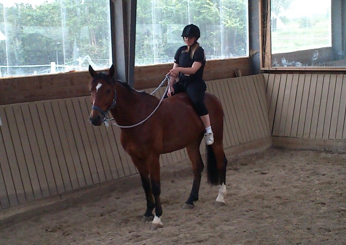 Anden særlig race Flatteur billede 9