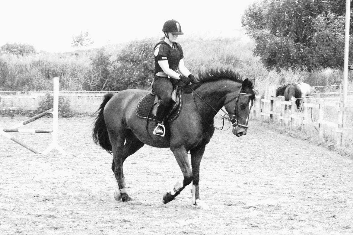 Anden særlig race Flatteur billede 3