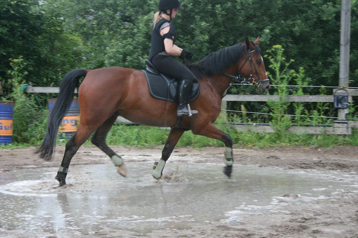 Anden særlig race Flatteur billede 17