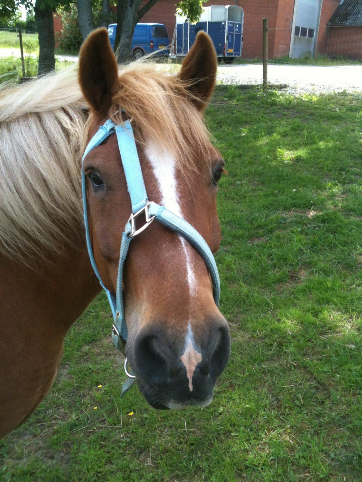 Anden særlig race Tasano - Ingen ved hvordan han bær sig ad med det... billede 11