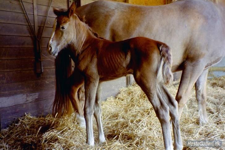 Anden særlig race MC Zoya Z - Zoya føl billede 13