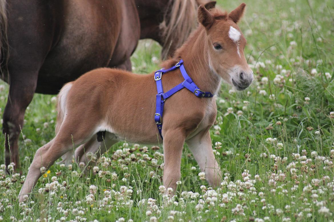 Shetlænder Pinocchio billede 1