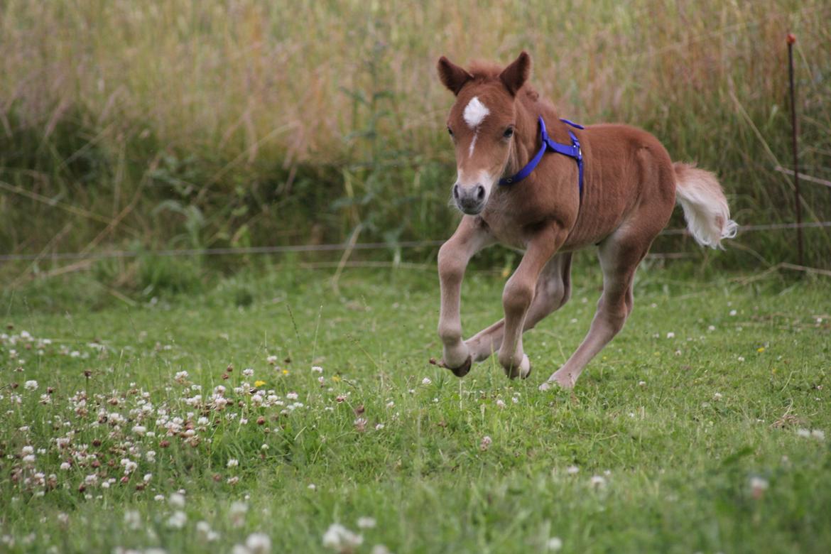 Shetlænder Pinocchio billede 4