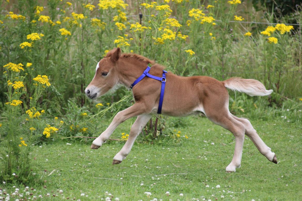Shetlænder Pinocchio - Anden gang Nokke er på fold. billede 5