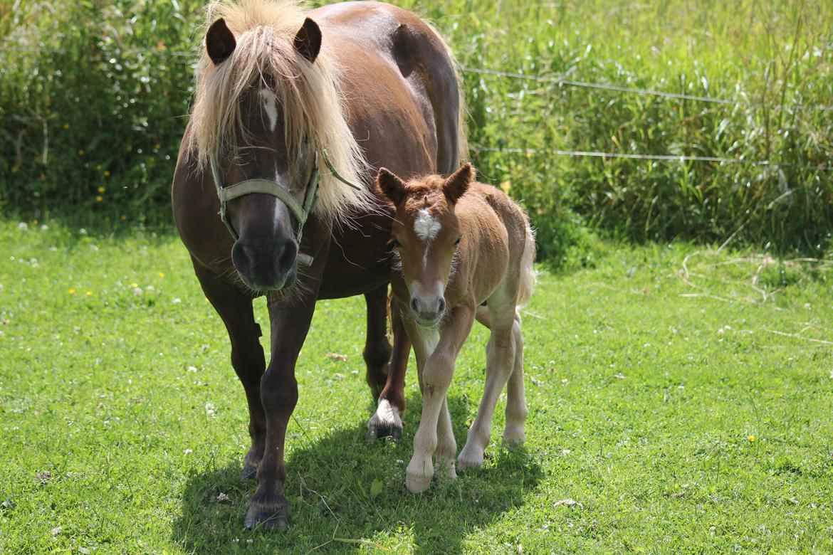 Shetlænder Pinocchio billede 14