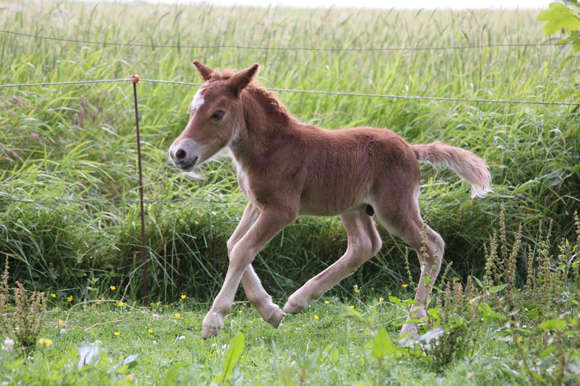 Shetlænder Pinocchio billede 16