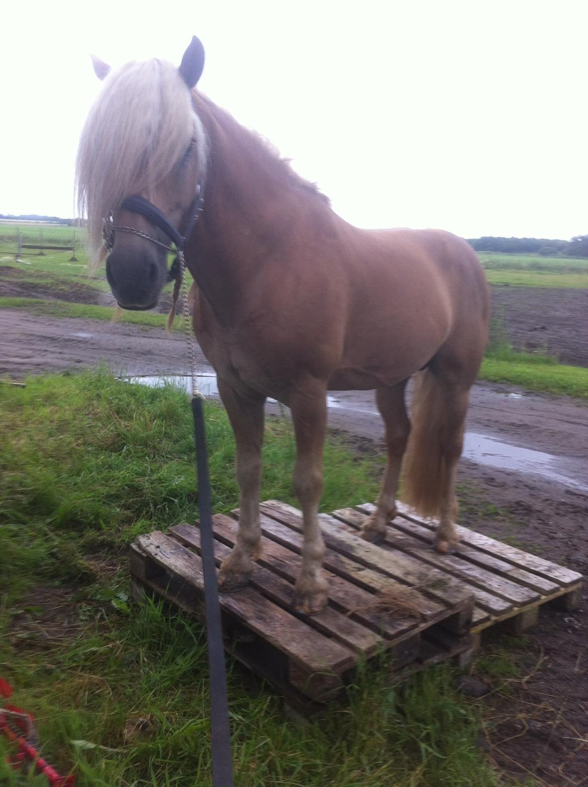 Haflinger Amadeos AVLHINGST - træner med amadeos  billede 15