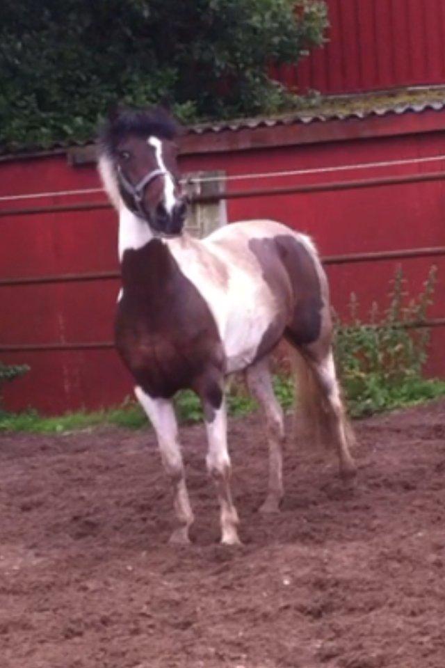 Pinto Clements Spotty Monty billede 14