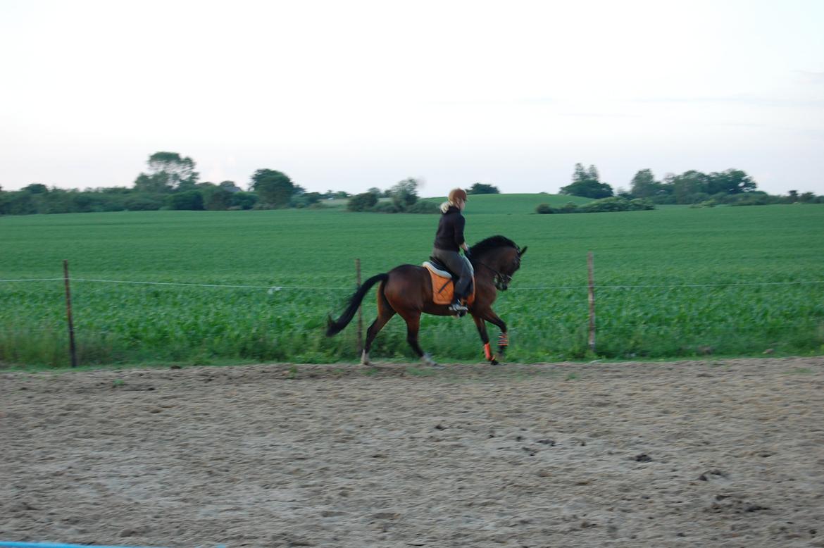 Anden særlig race Coco Popz billede 18