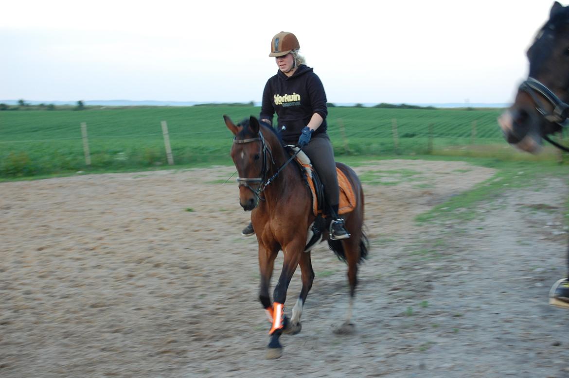 Anden særlig race Coco Popz billede 19