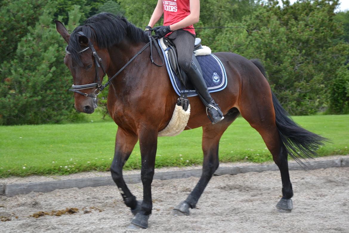 Oldenborg Brunette Alstrup - Foto: C billede 2